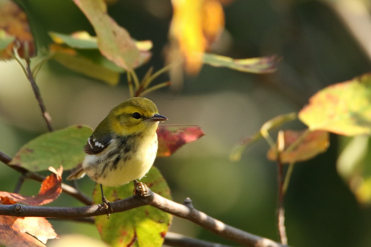 Black-throated Green Warbler - ML646710678