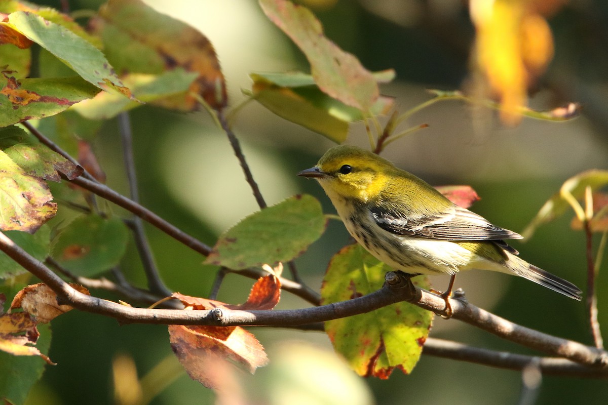 Black-throated Green Warbler - ML646710679