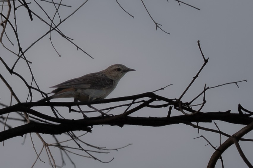 Rufous Songlark - ML646710680