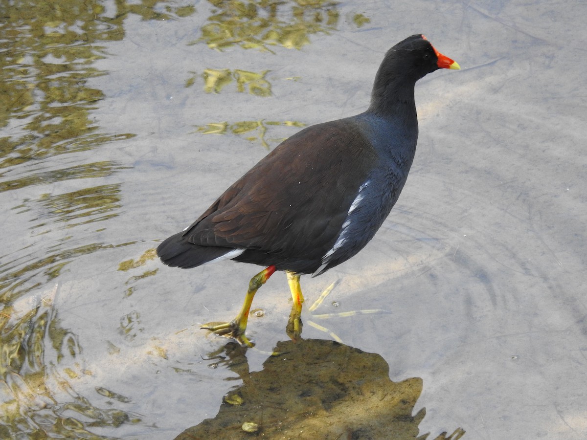 Курочка латиноамериканська - ML646710681