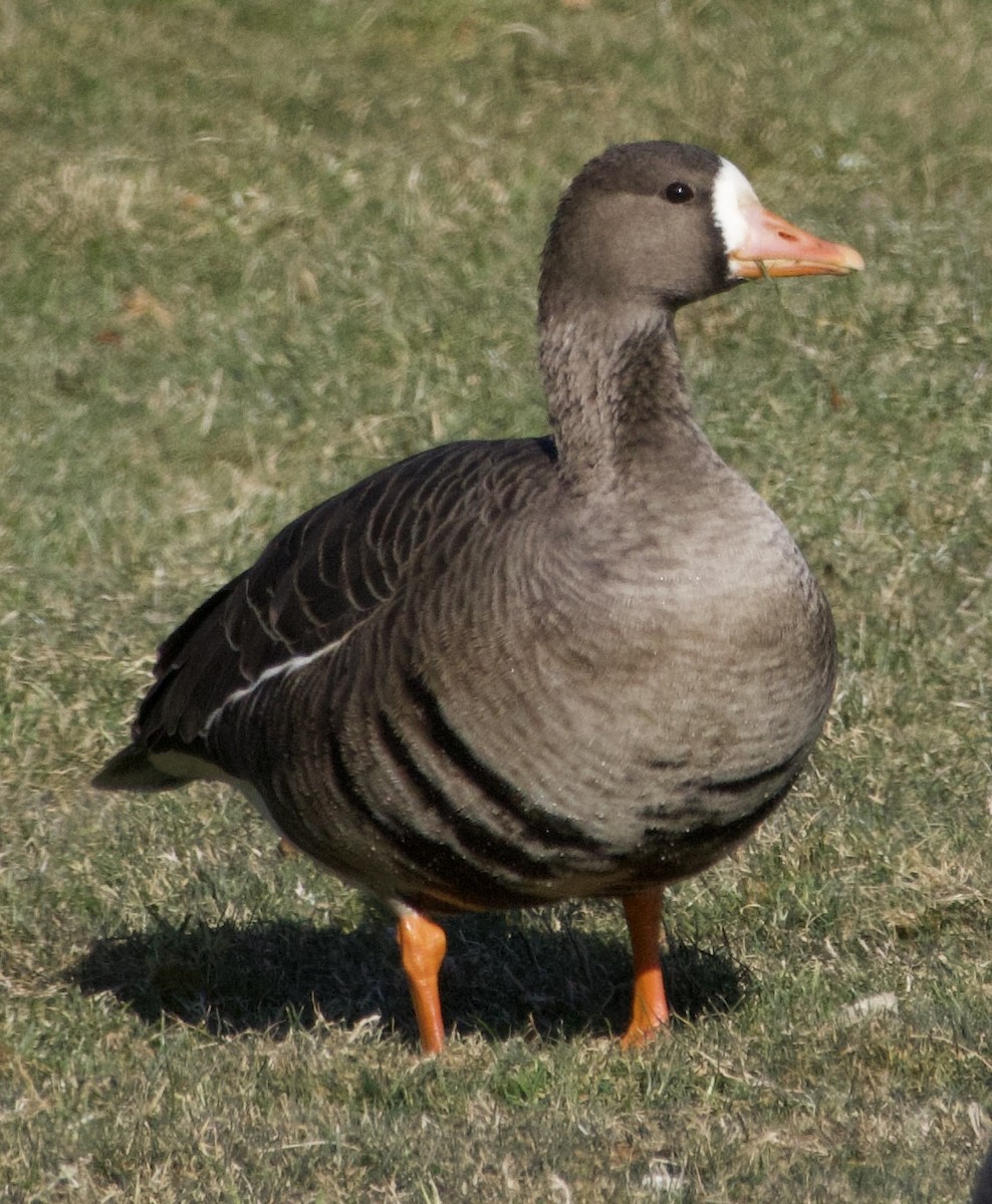 Greater White-fronted Goose - ML646710682