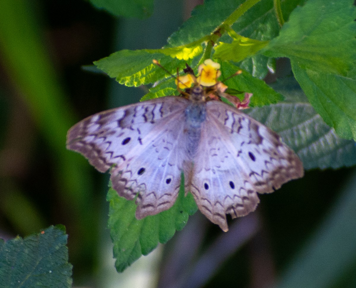 White Peacock - ML646710688