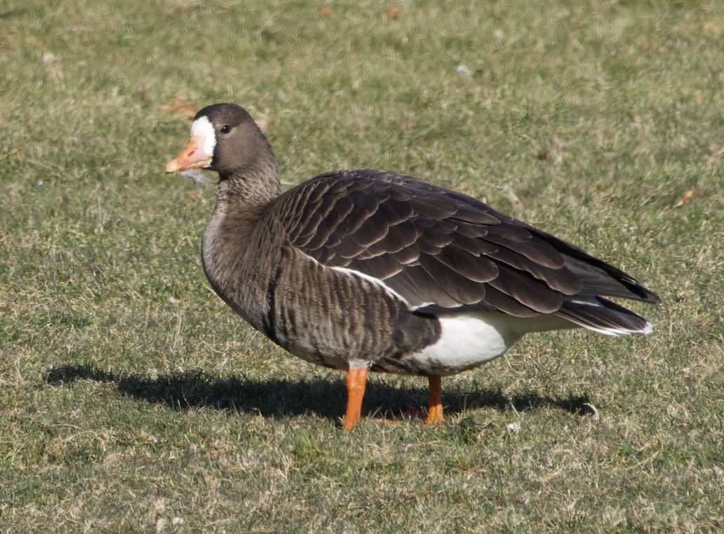 Greater White-fronted Goose - ML646710689