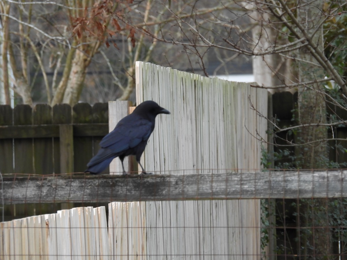 American Crow - ML646710691