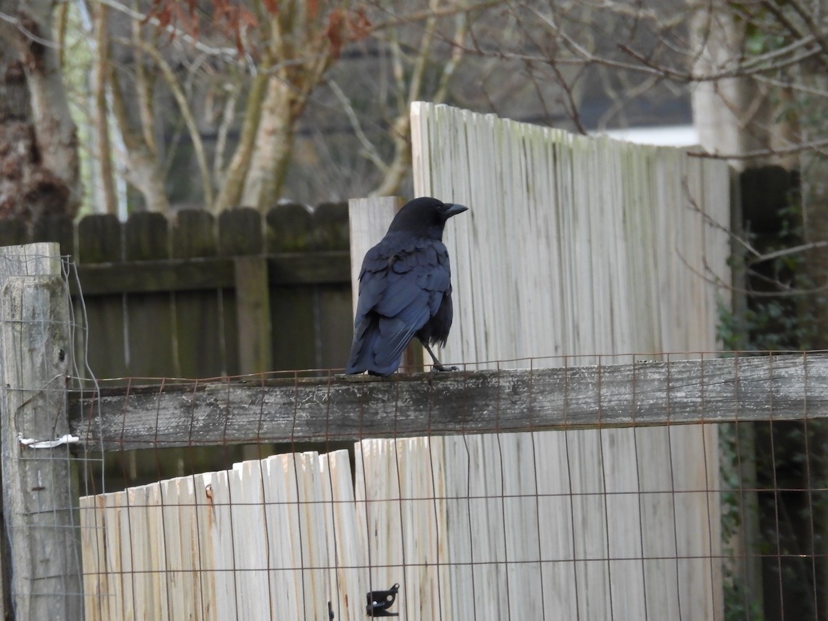 American Crow - ML646710692