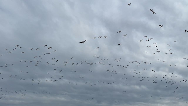 Snow Goose - ML646710693