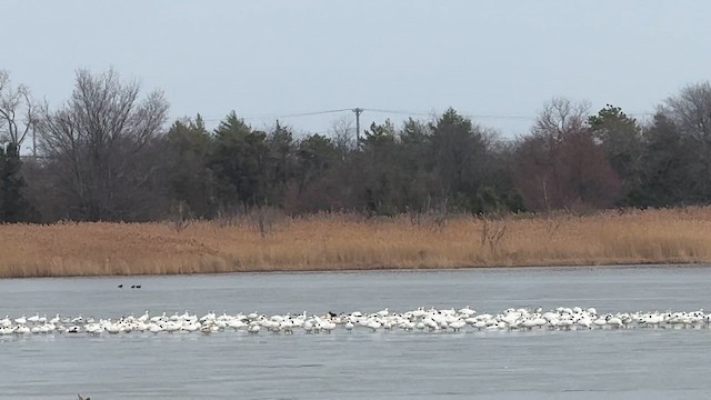 Snow Goose - ML646710694