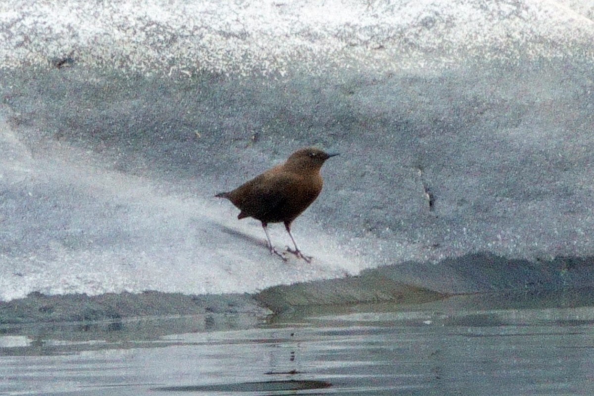 河烏 - ML646710695