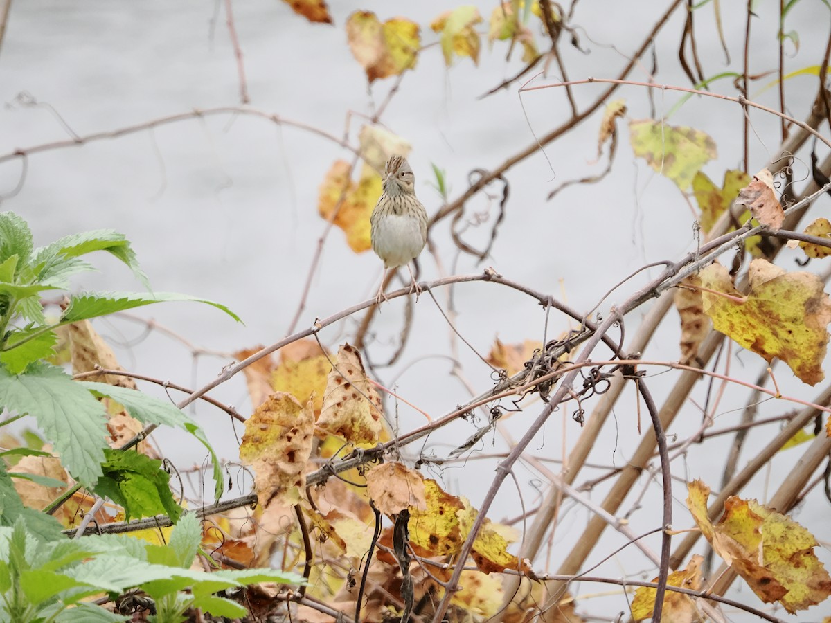 strnadec pruhohlavý - ML646710700