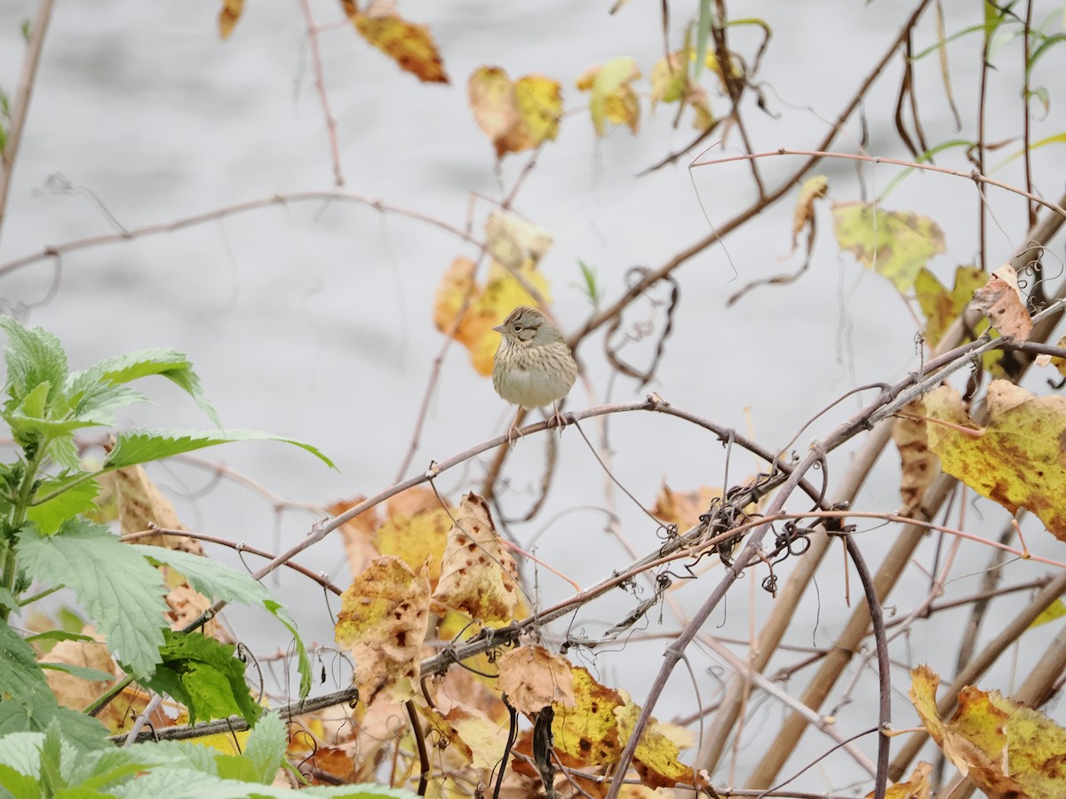 strnadec pruhohlavý - ML646710701