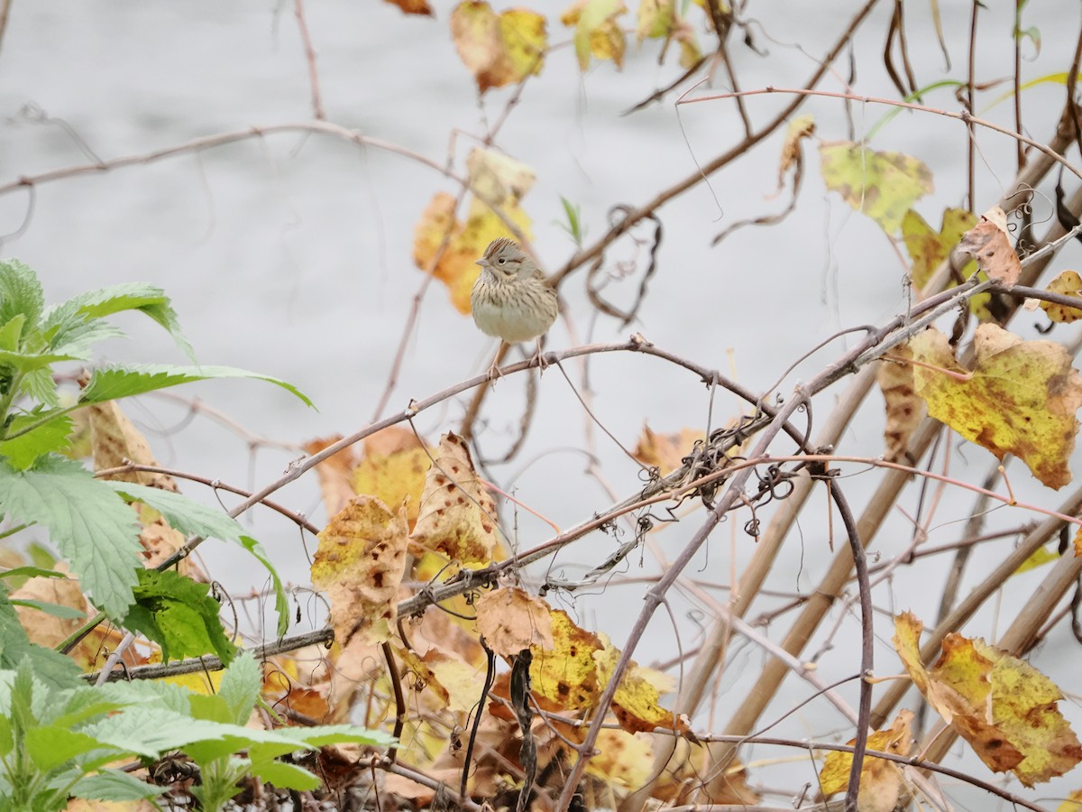 strnadec pruhohlavý - ML646710702