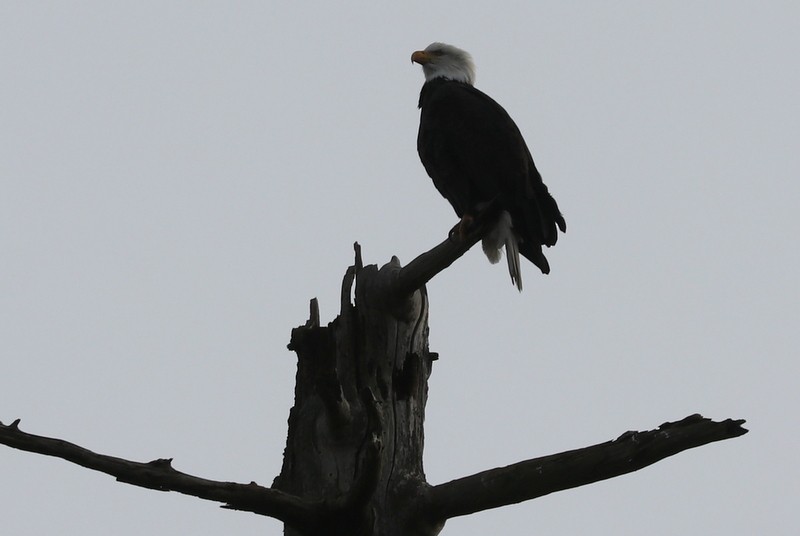 Bald Eagle - ML646710703