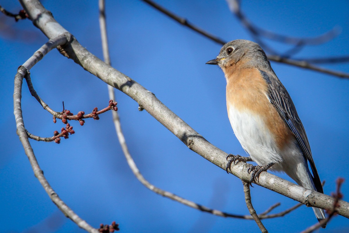 Merlebleu de l'Est - ML646710705