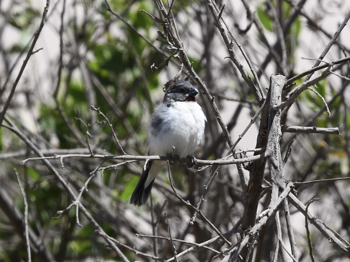 Chestnut-throated Seedeater - ML646710706