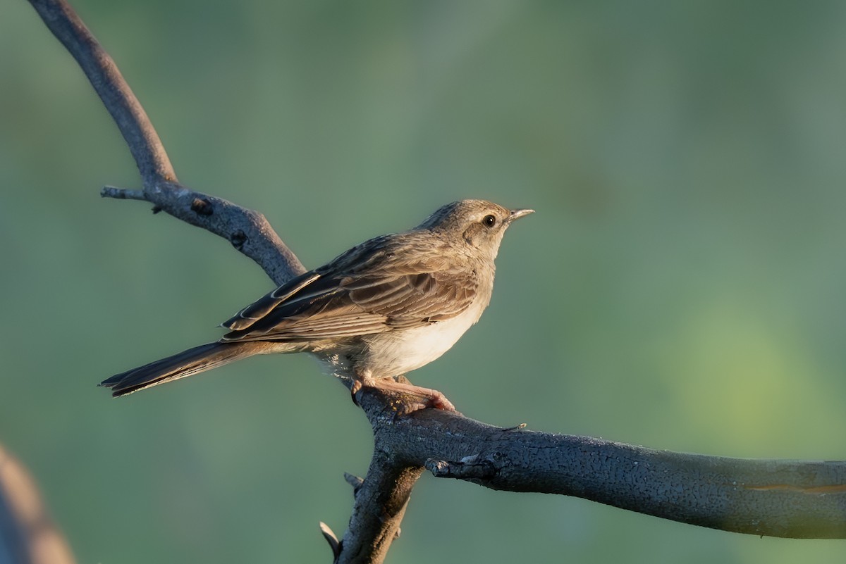 Rufous Songlark - ML646710709