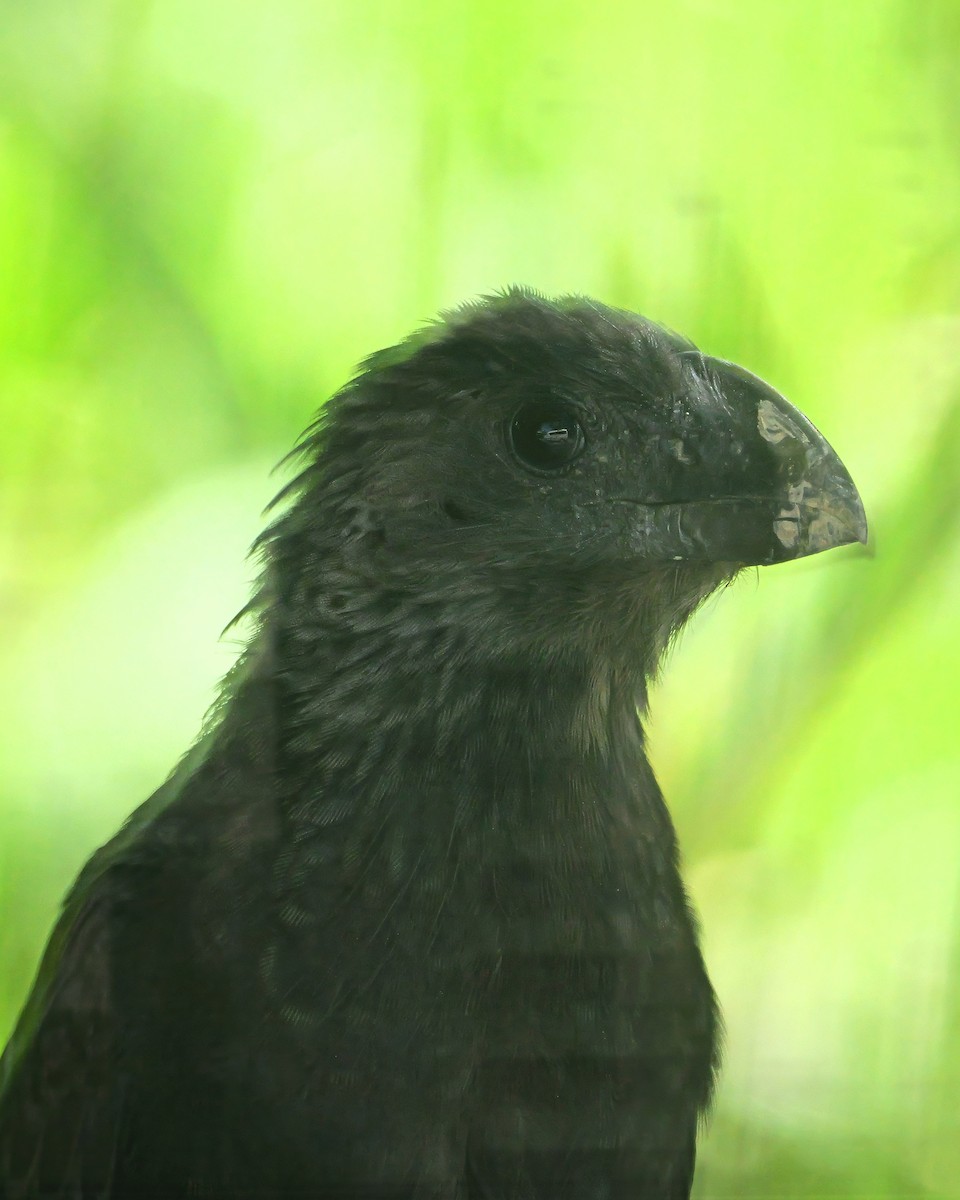 Ані товстодзьобий - ML646710712