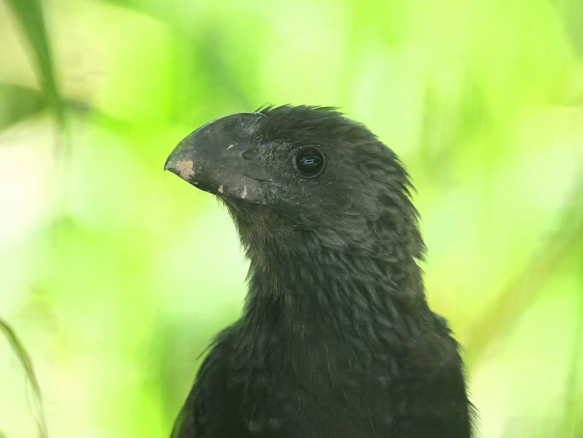 Ані товстодзьобий - ML646710713