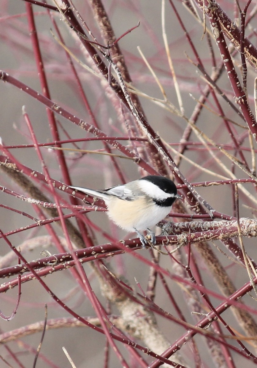 Black-capped Chickadee - ML646710714