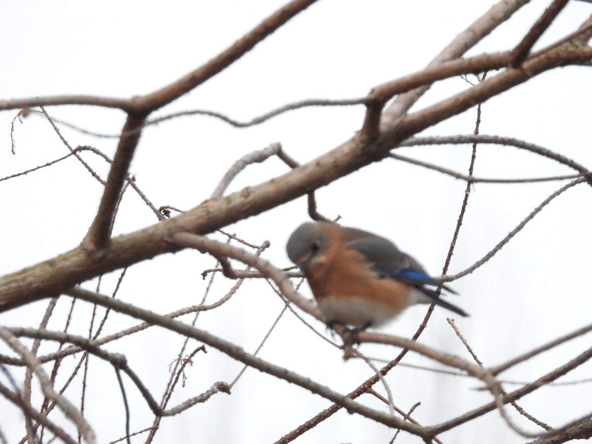 Eastern Bluebird - ML646710715