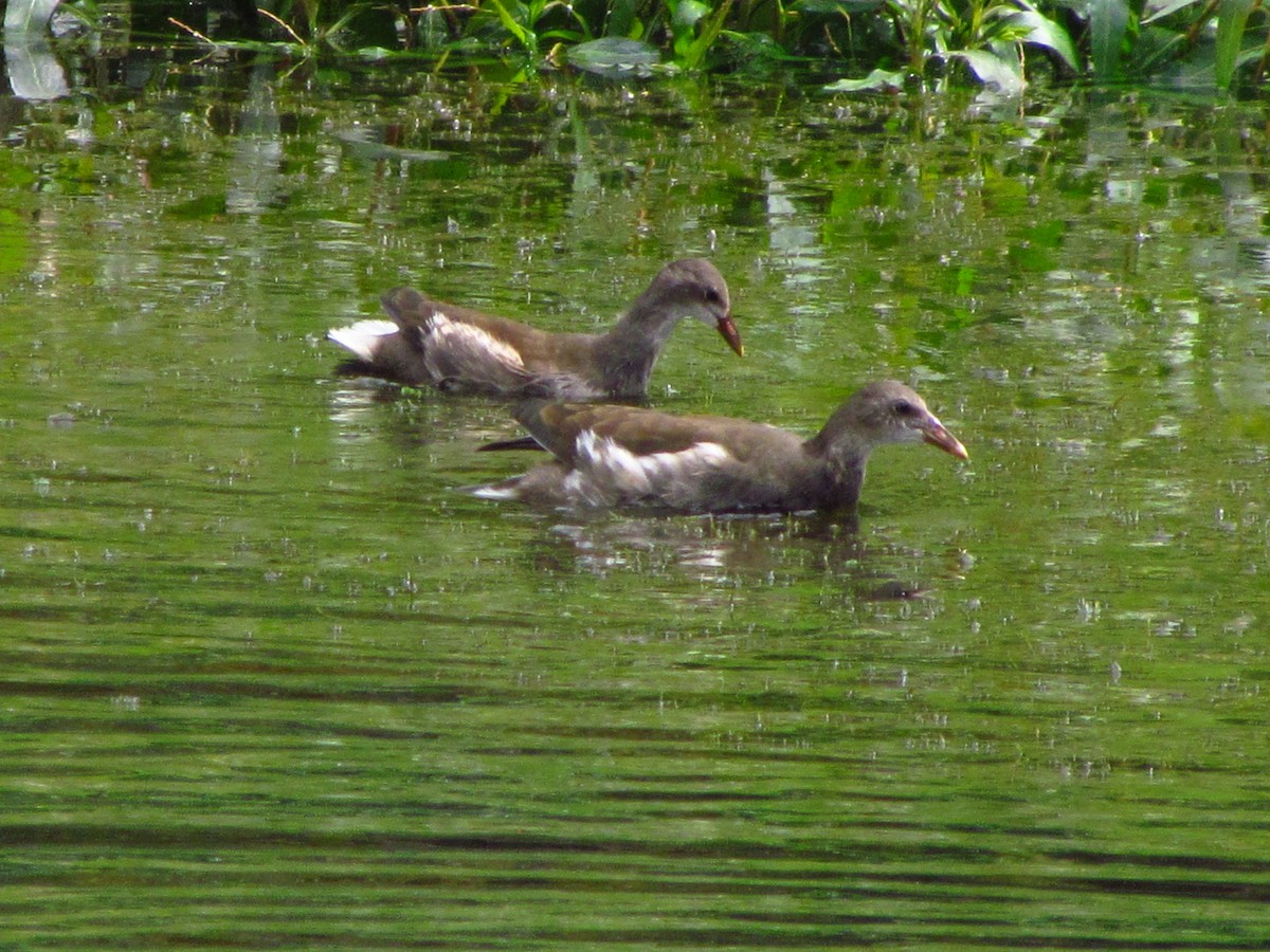 Gallinella d'acqua - ML646710717