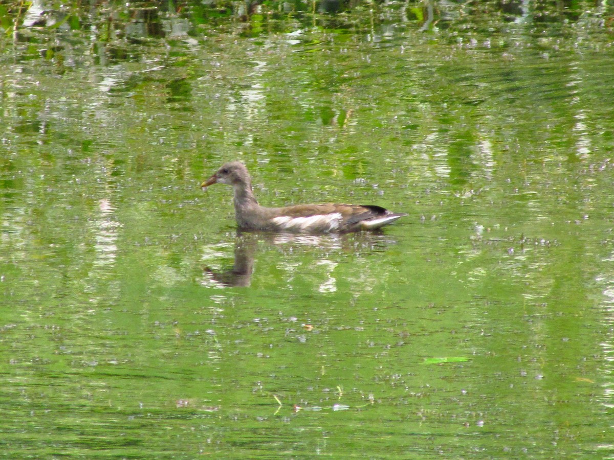 Gallinella d'acqua - ML646710718