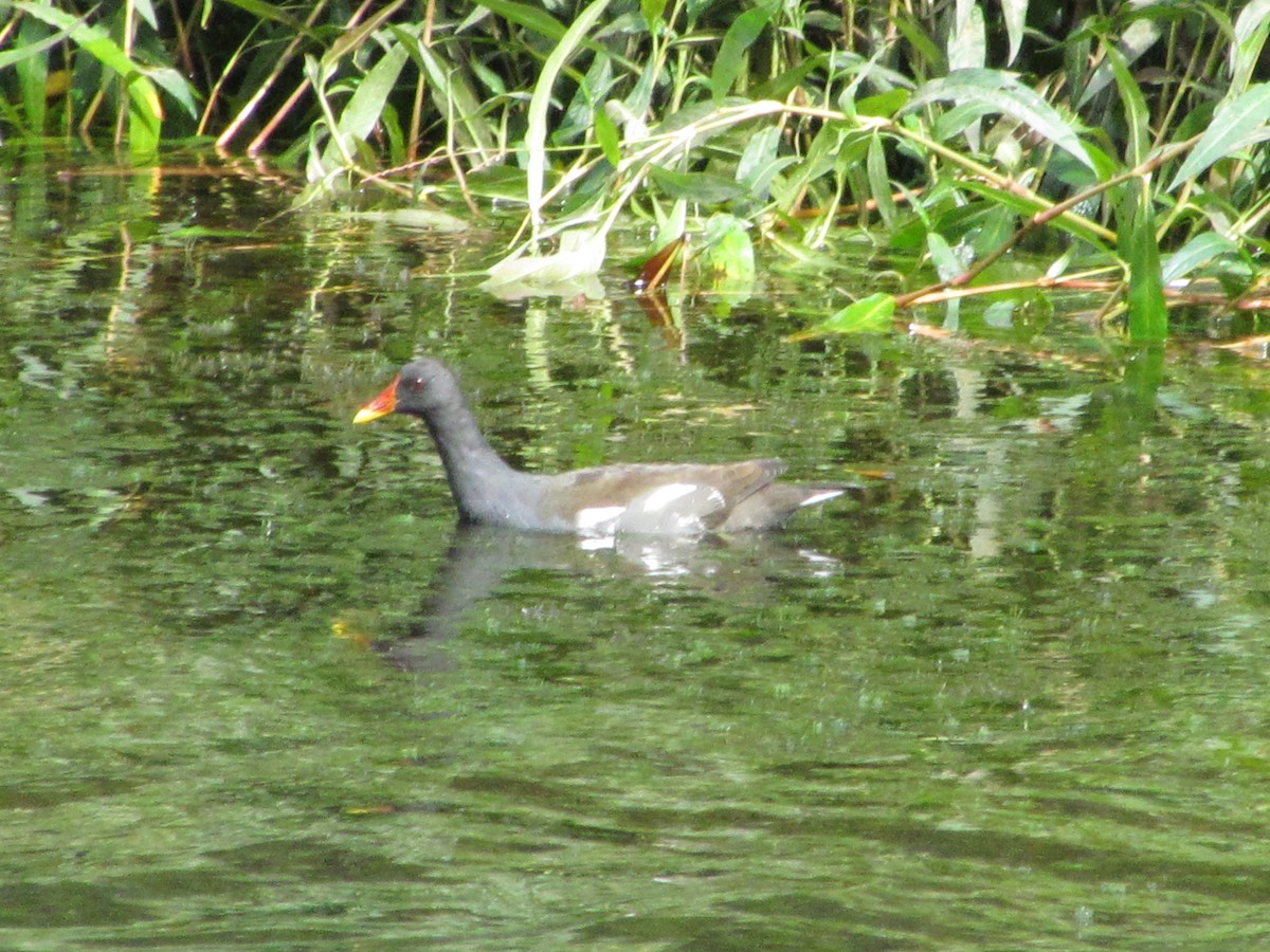 Gallinella d'acqua - ML646710727