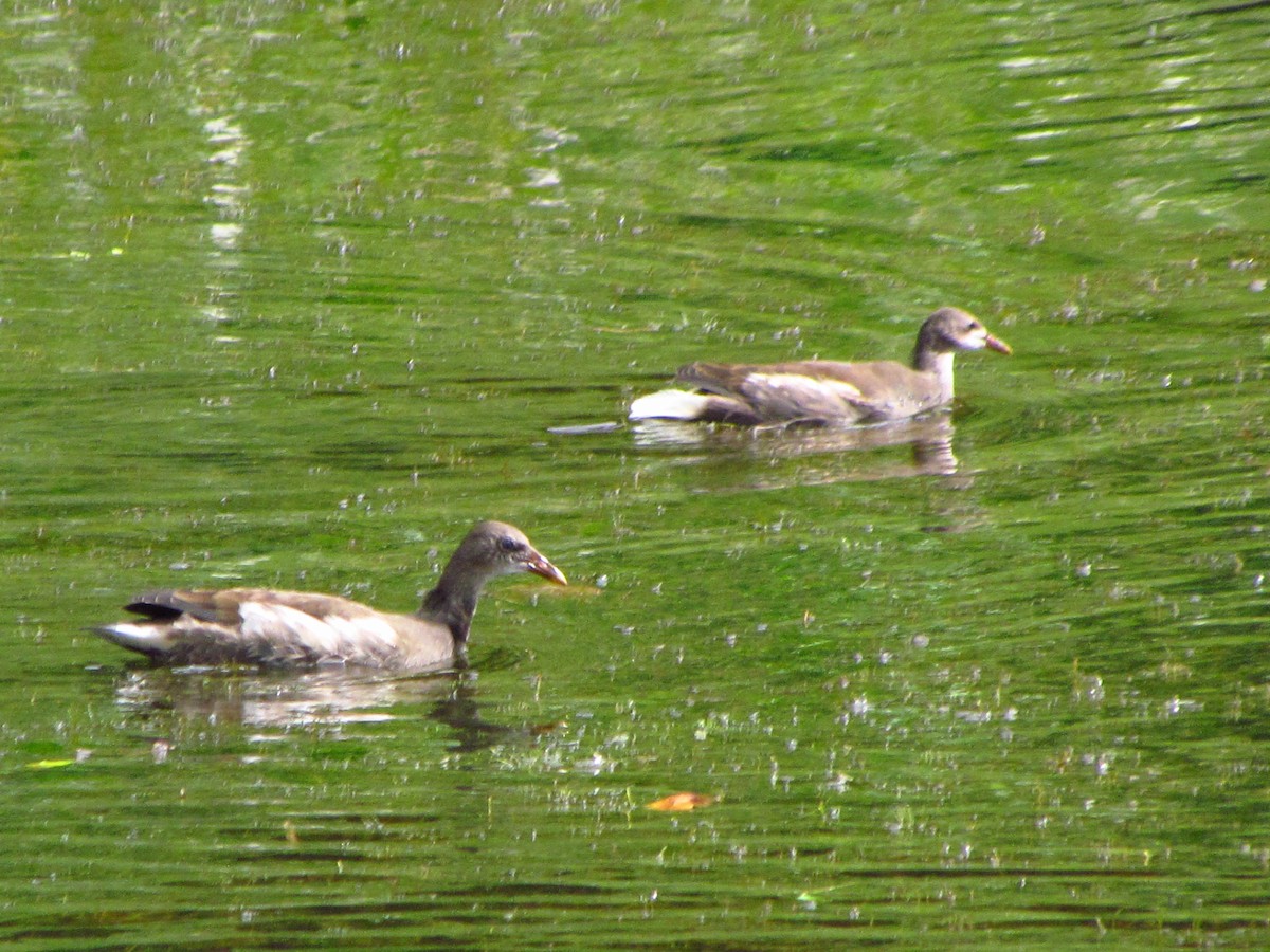 Gallinella d'acqua - ML646710728