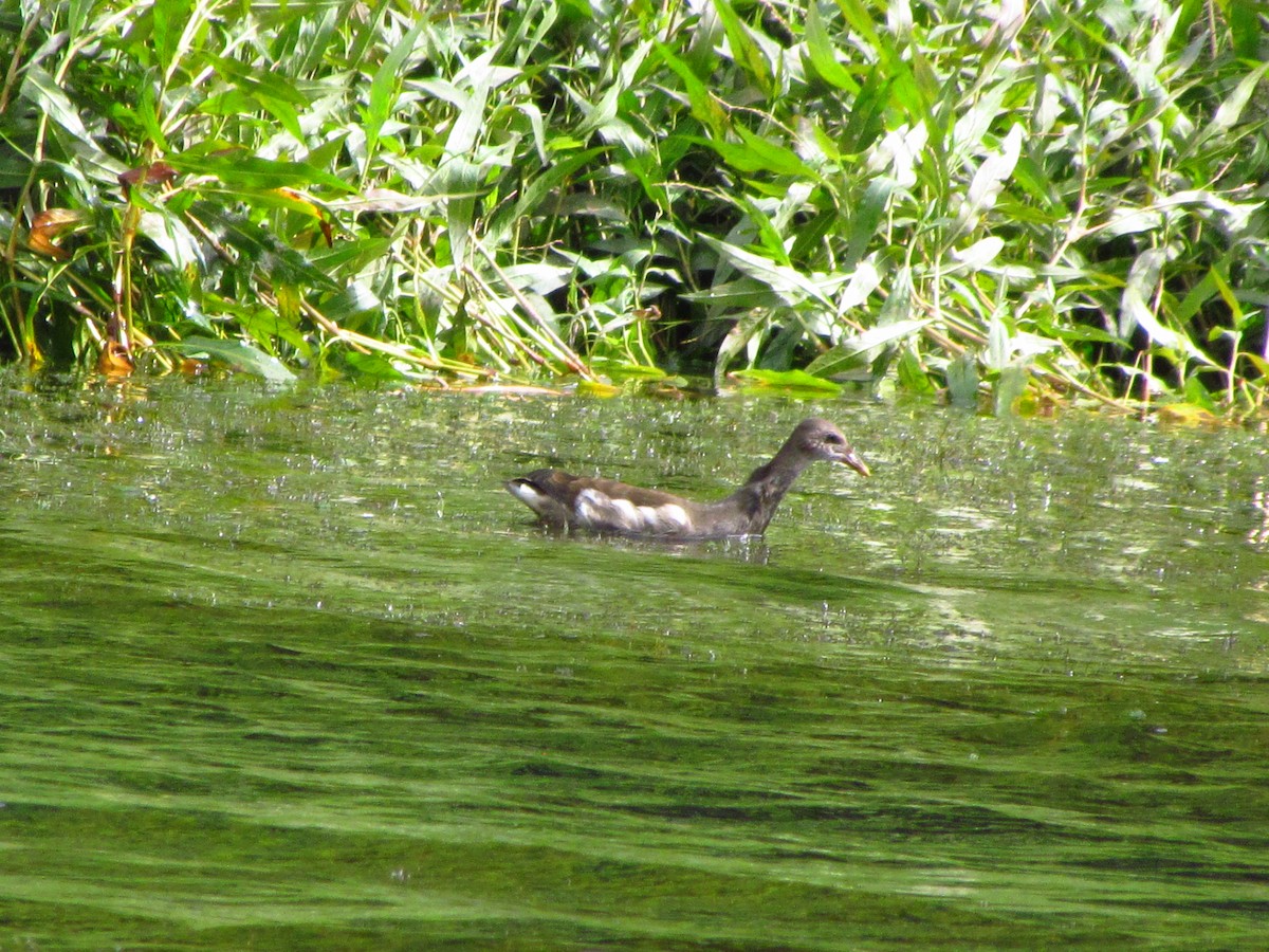 Gallinella d'acqua - ML646710729