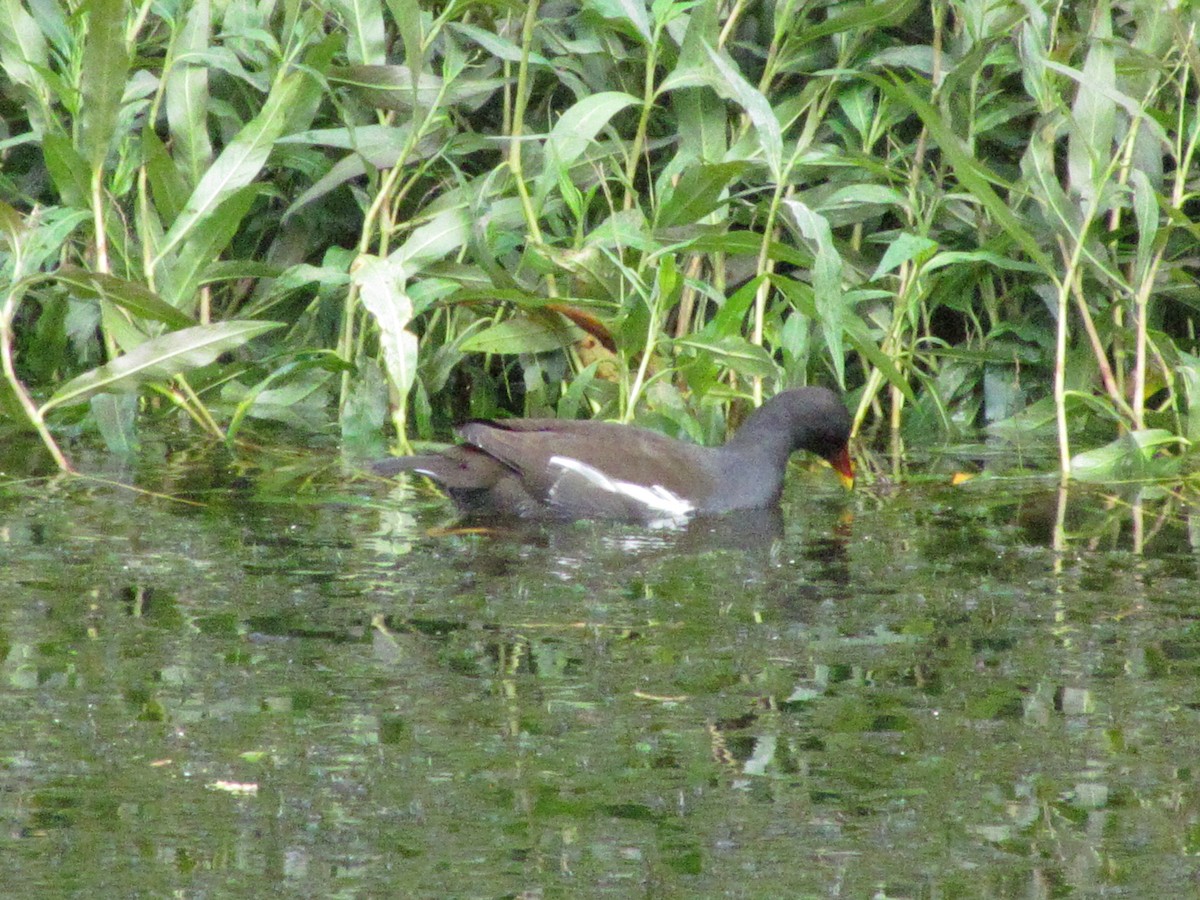 Gallinella d'acqua - ML646710730