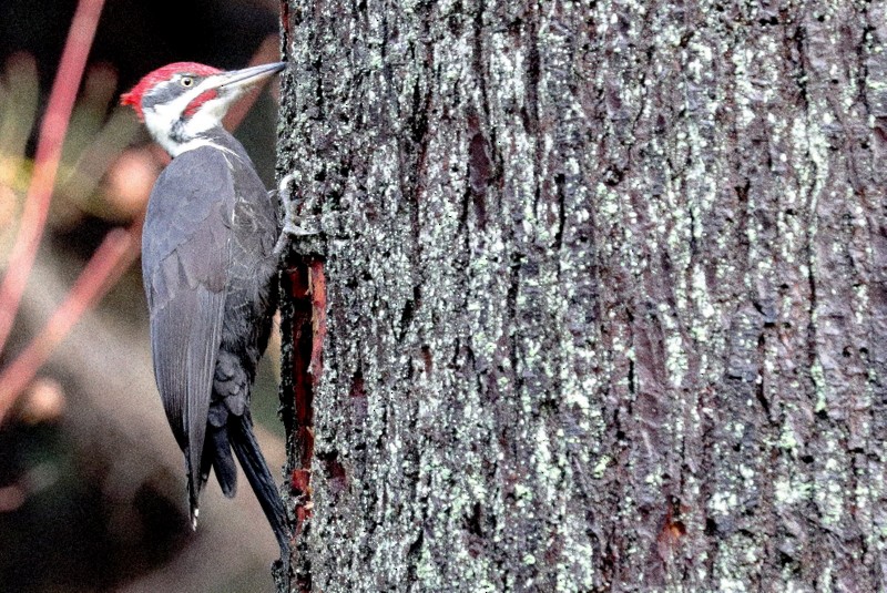 Pileated Woodpecker - ML646710732