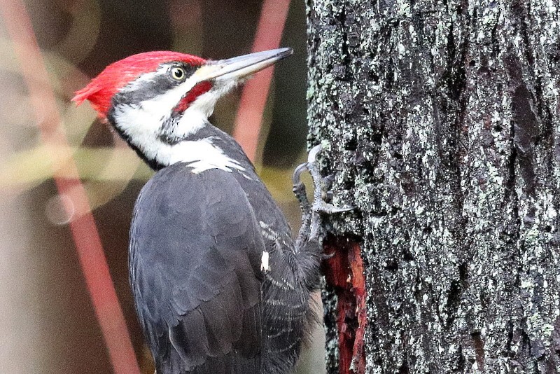 Pileated Woodpecker - ML646710733