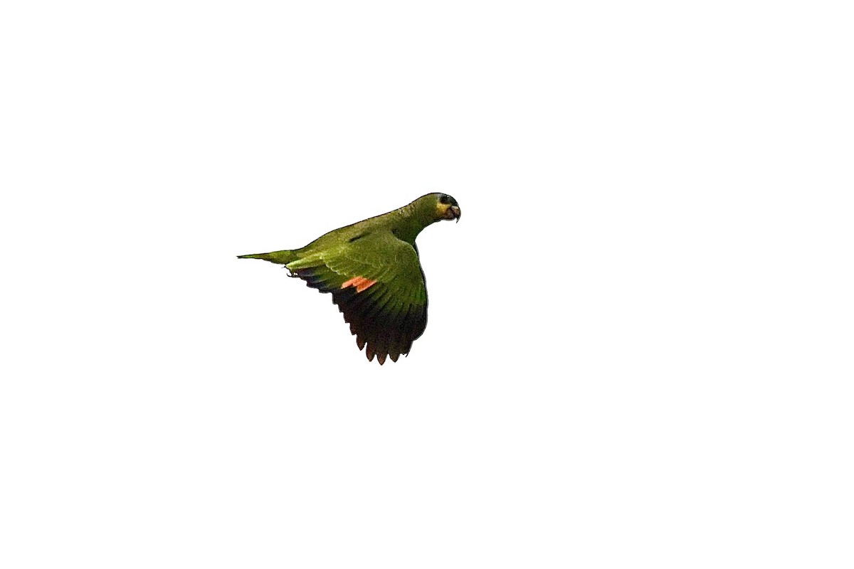 Orange-winged Amazon - ML646710734