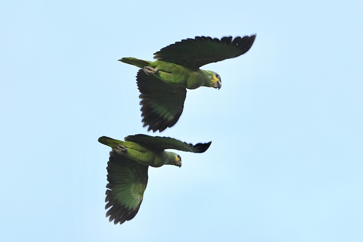 Orange-winged Amazon - ML646710735