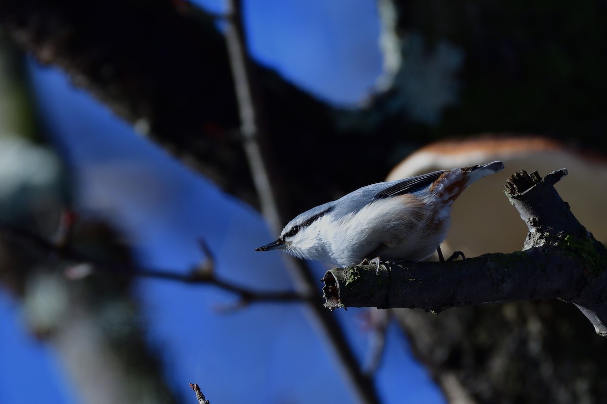 Eurasian Nuthatch (White-bellied) - ML646710736