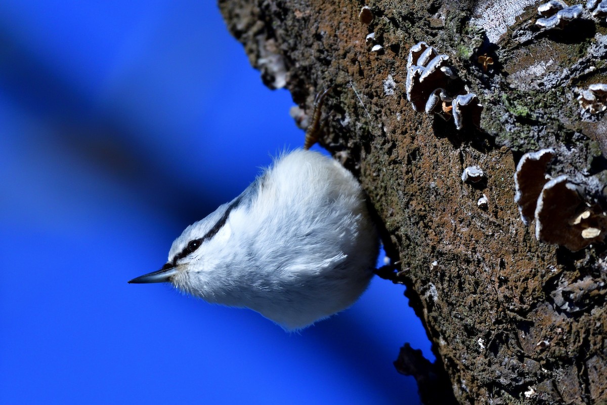 Eurasian Nuthatch (White-bellied) - ML646710737