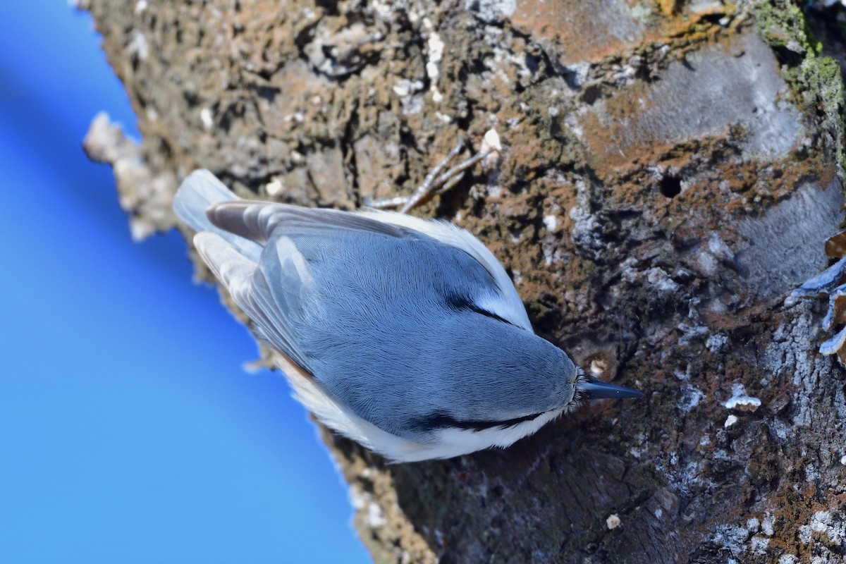 Eurasian Nuthatch (White-bellied) - ML646710738