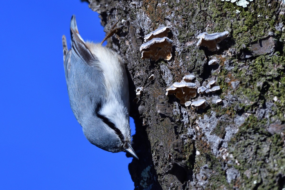 Eurasian Nuthatch (White-bellied) - ML646710739