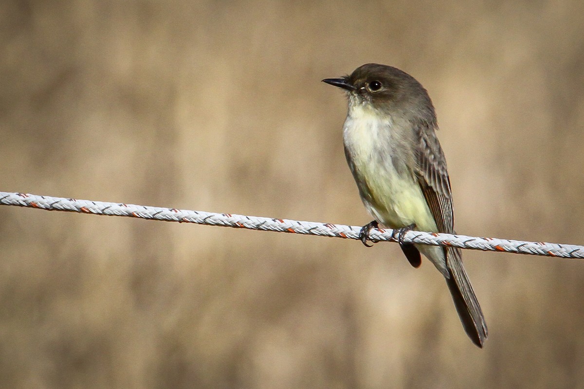 Moucherolle phébi - ML646710740