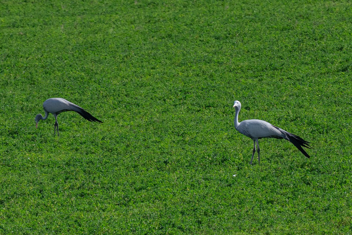 Blue Crane - ML646710744