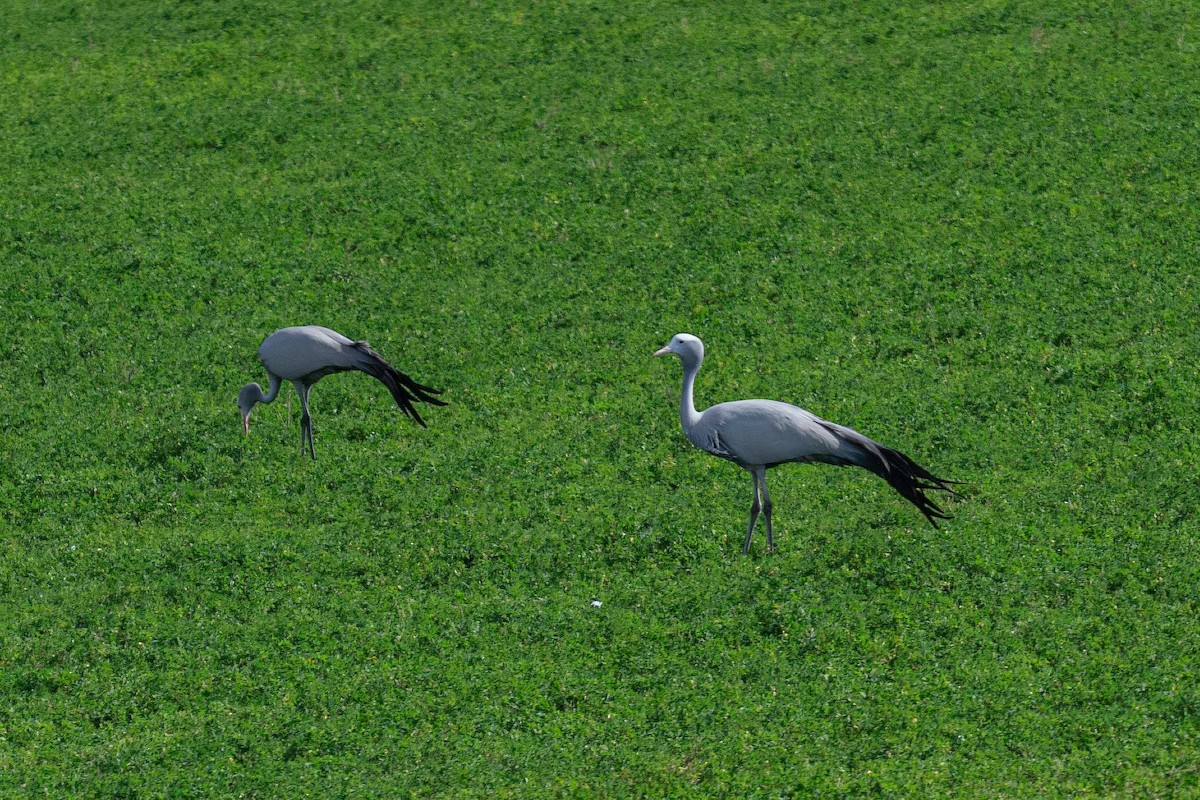 Blue Crane - ML646710745