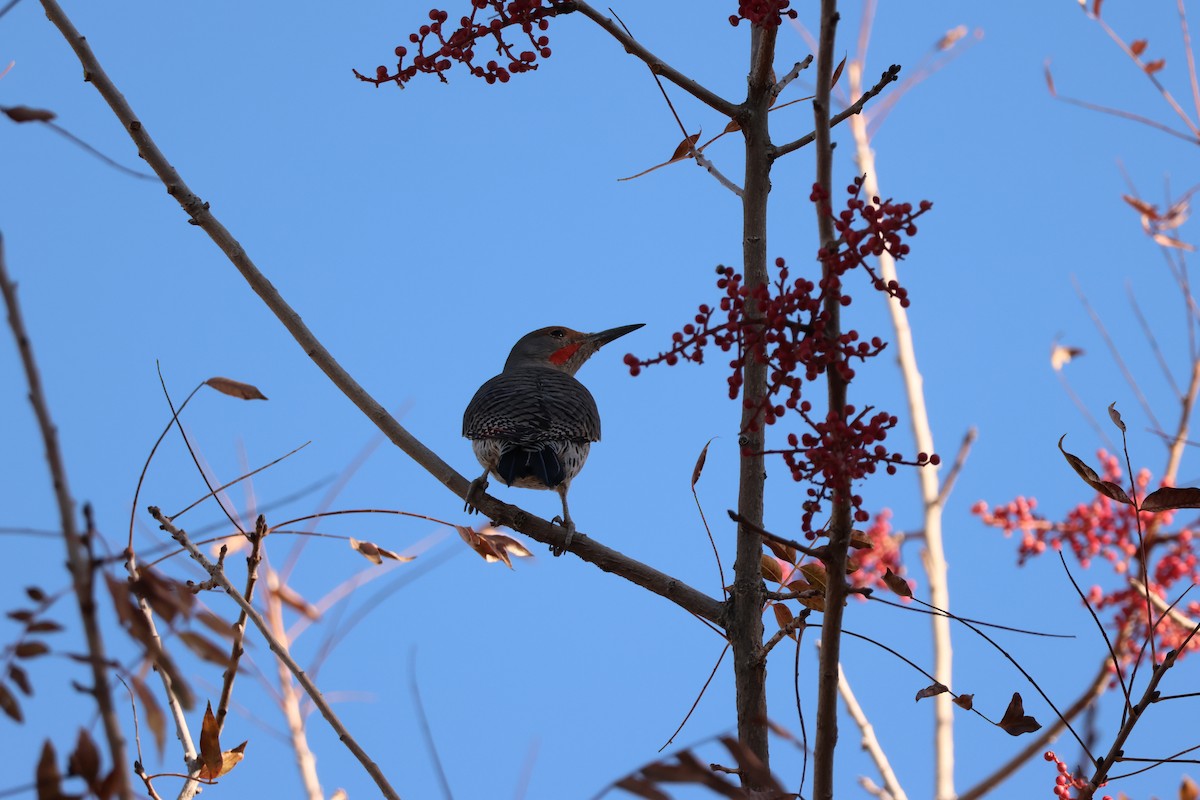 Шилоклювый дятел - ML646710751