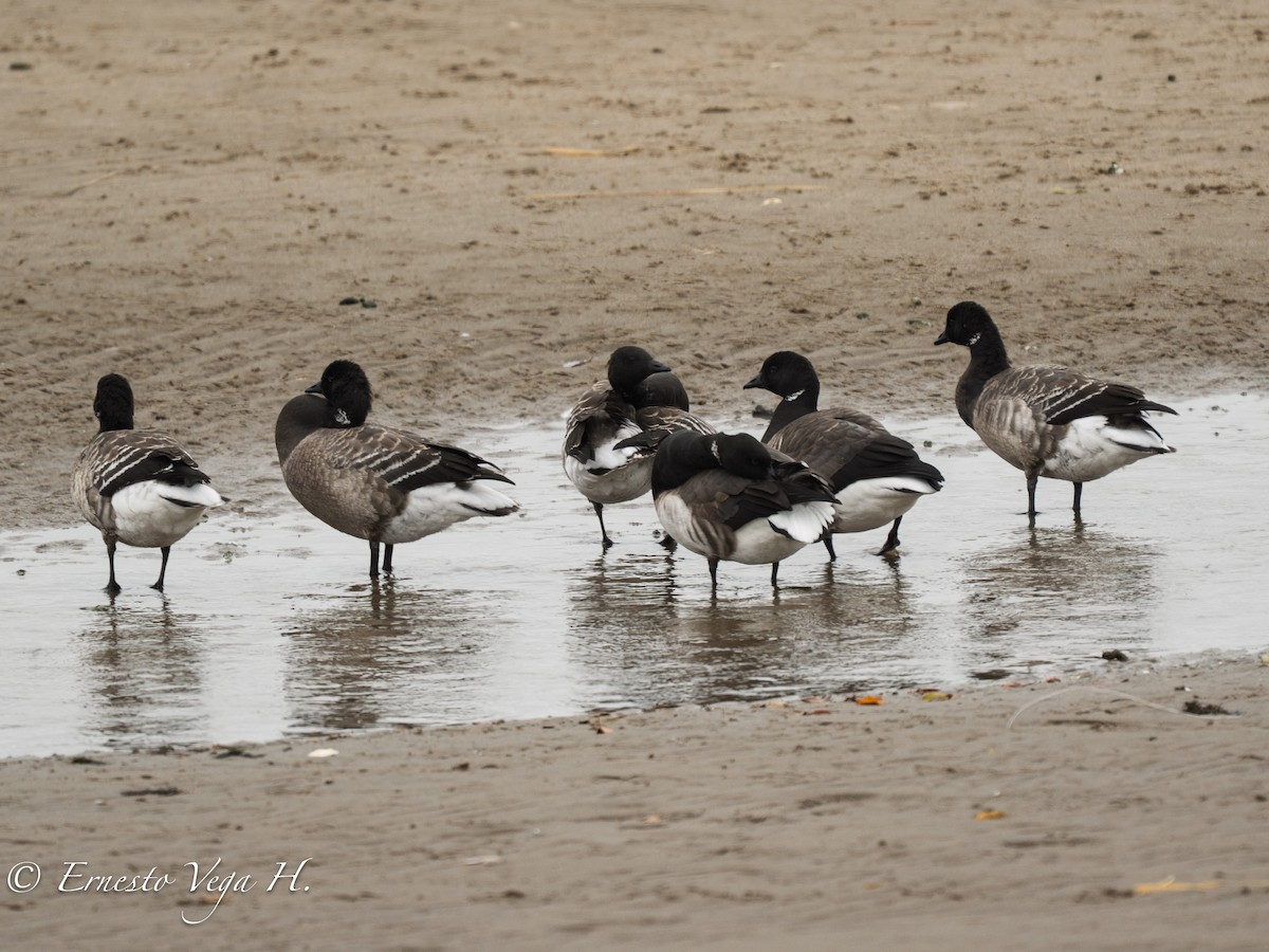 Brant (Pale-bellied) - ML646710752