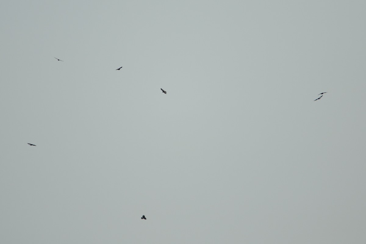 káně širokokřídlá - ML646710754