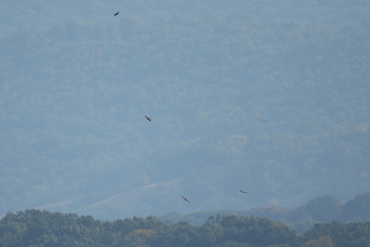 káně širokokřídlá - ML646710755