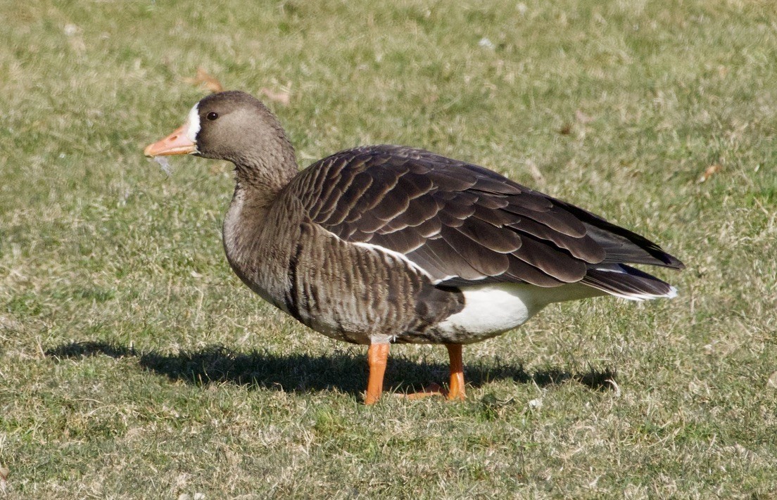 Greater White-fronted Goose - ML646710756