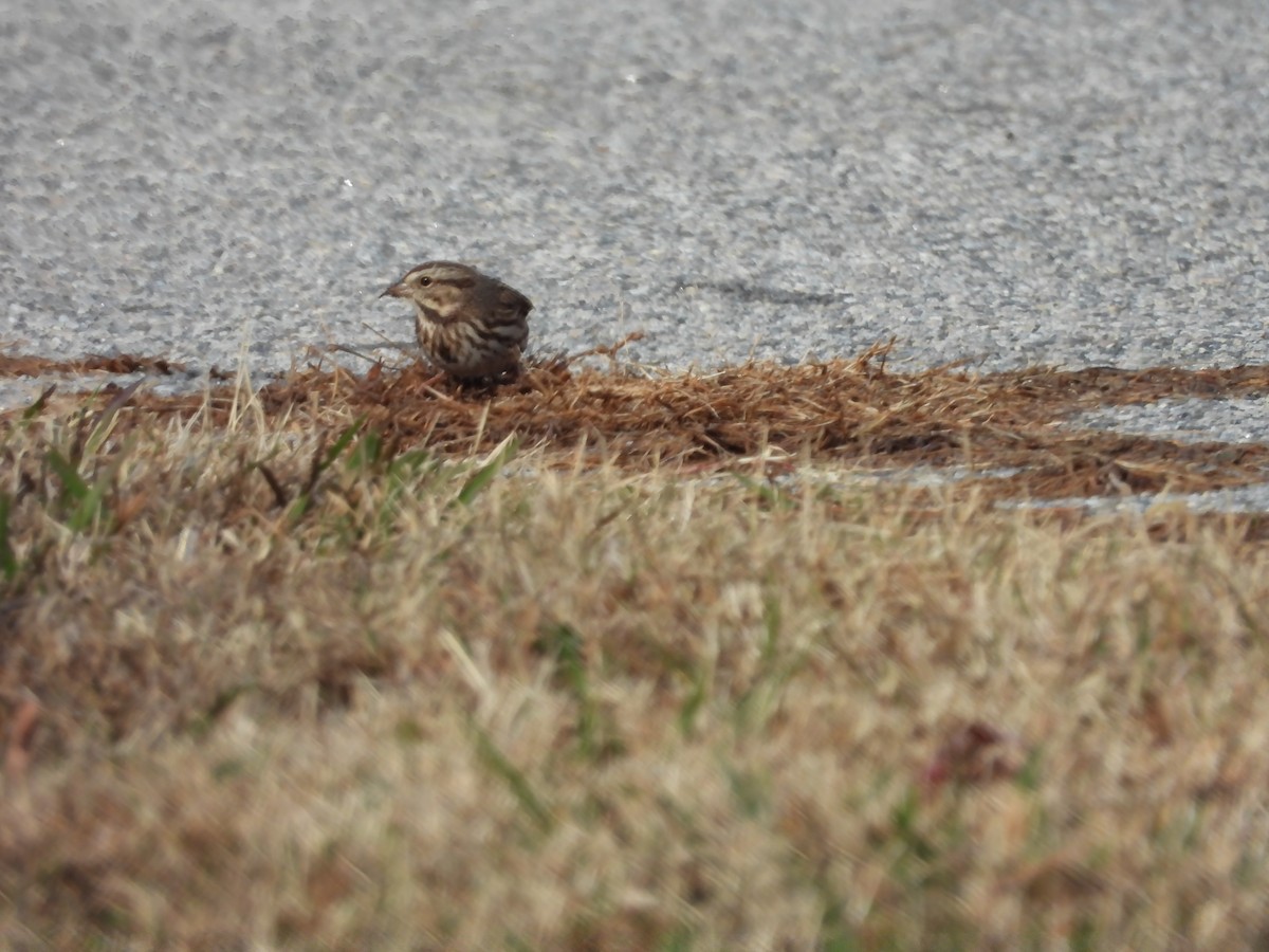 Song Sparrow - ML646710757