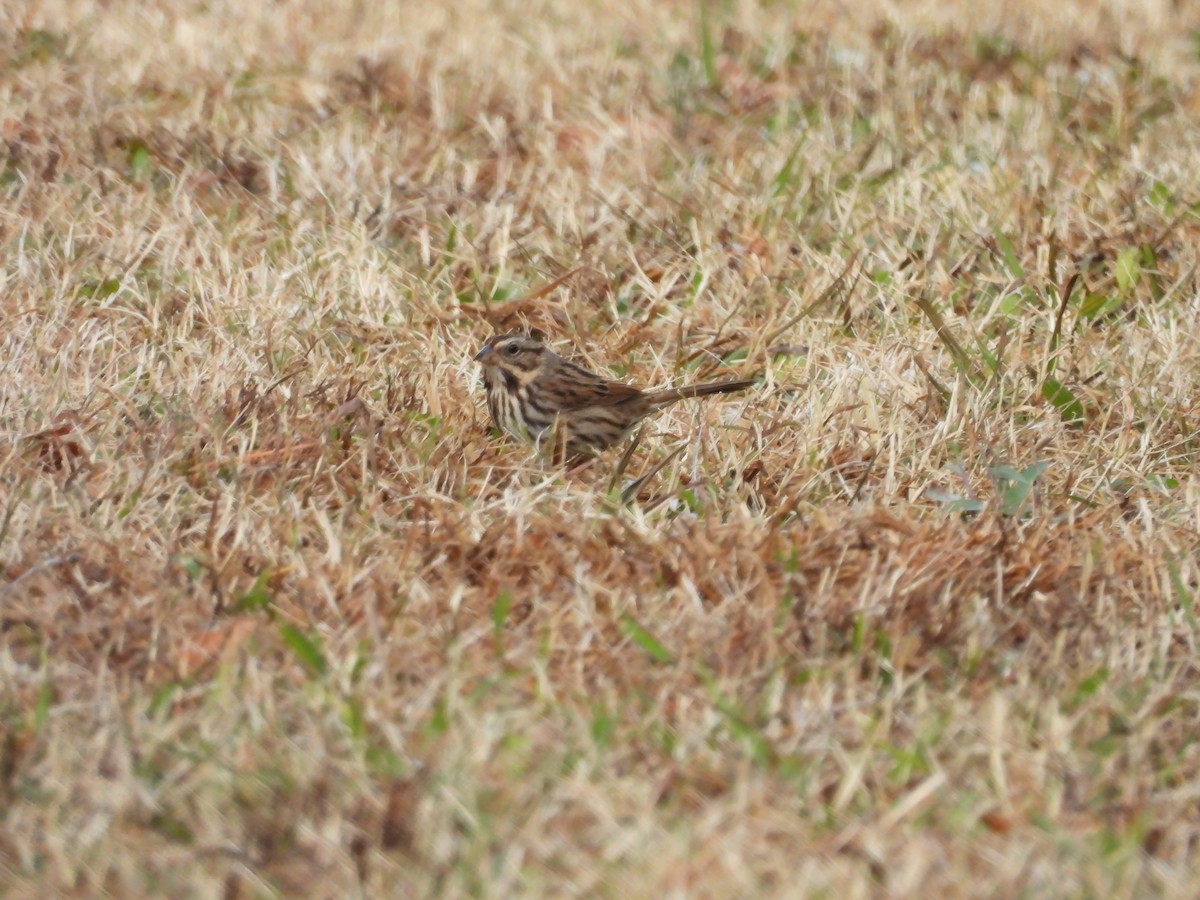 Song Sparrow - ML646710758