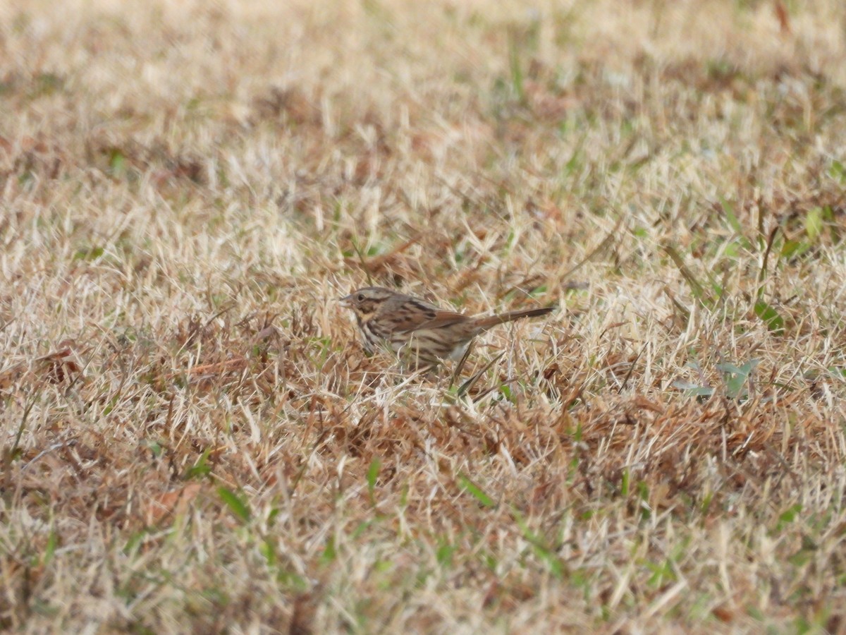 Song Sparrow - ML646710759