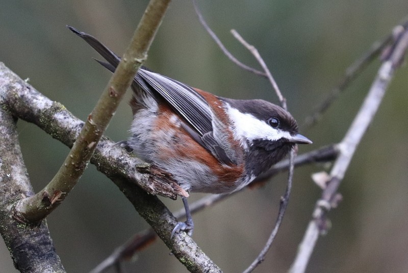 Chestnut-backed Chickadee - ML646710762