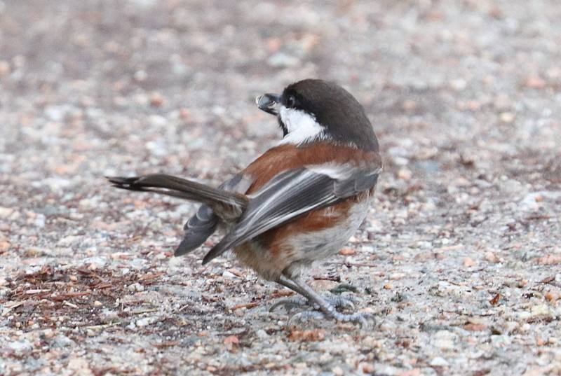 Chestnut-backed Chickadee - ML646710763